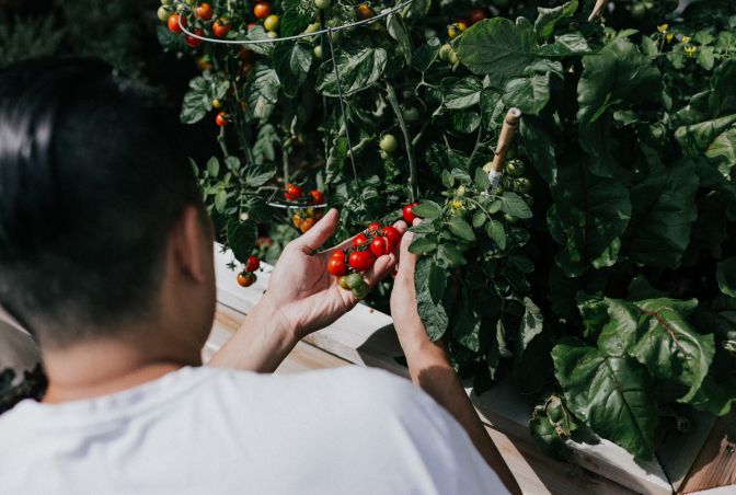 man takes tomatoes