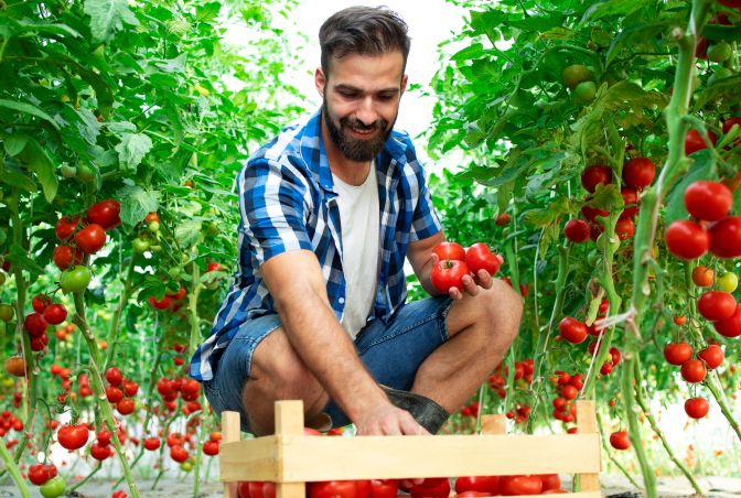 man takes tomatoes